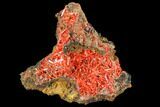 Bright Orange Crocoite Crystal Cluster - Tasmania #103812-1